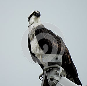 The piercing stare of a wild Osprey