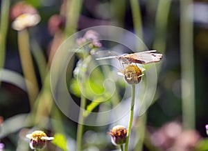 Painted White Butterfly on flower head