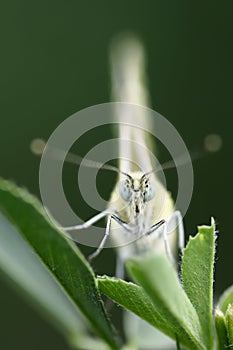 Pieridae butterfly photo