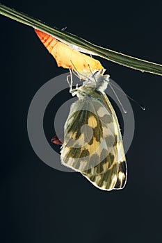 Pieridae butterfly