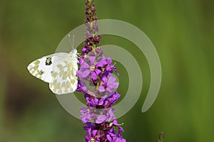 Pieridae butterfly photo