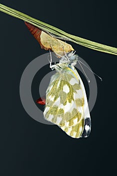 Pieridae butterfly photo