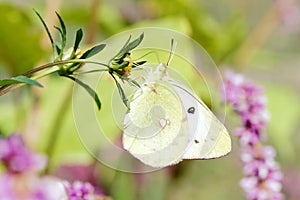 Pieridae butterfly photo