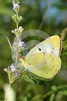 Pieridae butterfly photo