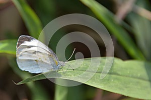 Pieridae butterfly closeup