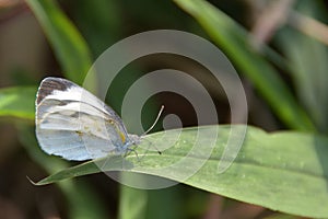 Pieridae butterfly closeup photo