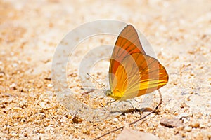 Pieridae butterfly gathering water