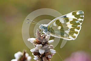 Pieridae butterfly