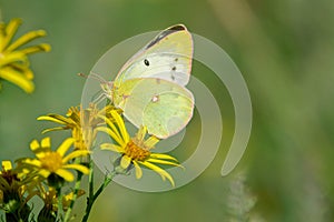 Colias hyale