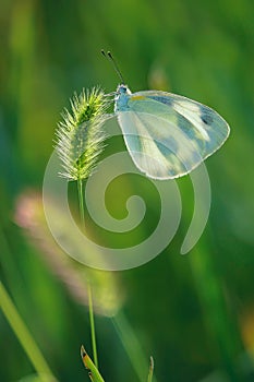 Pieridae butterfly photo