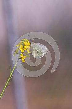 Pieris balcana, Large white butterfly common on the Balkan Peninsula