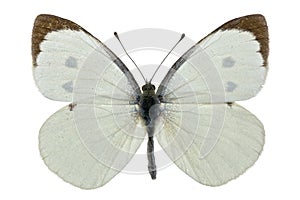 Pieris brassicae