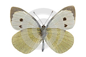 Pieris brassicae