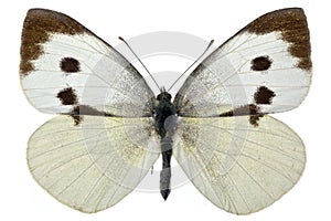 Pieris brassicae