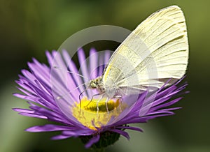 Pieris Brassicae