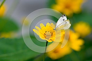 A Pieris Brassicae butterfly photo