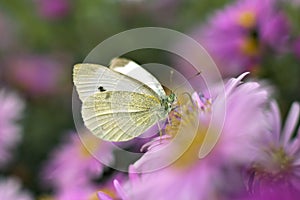 Pieris brassicae butterfly flower blooming nectar close-up