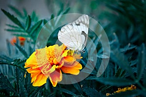 Pieris brassicae butterfly on marigold flower