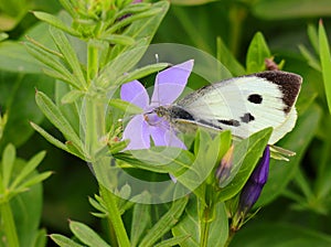 Pieris brassicae butterfly and Periwinkle flower, Portugal photo