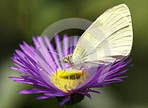 Pieris Brassicae butterfly photo