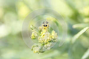 Pieris Brassicae caterpillar on a broccoli flower, extreme close up, frontal view