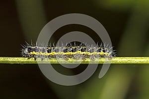 Pieris brassicae caterpillar photo