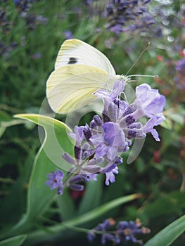 Pieris brassicae improved colours and sharp focused