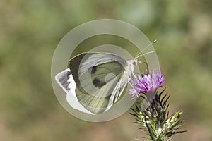 Pieris brassicae, Large Cabbage White, White Cabbage Butterfly from Germany
