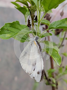 Pieris brassicae, the large white, also called cabbage butterfly