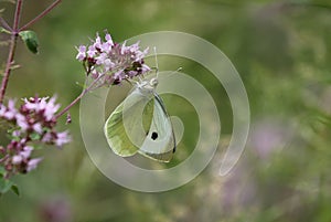 Pieris brassicae, the large white, also called cabbage butterfly, cabbage white, cabbage moth, erroneously