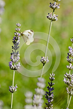 Pieris brassicae, the large white, also called cabbage butterfly