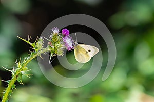 Pieris brassicae, the large white, also called cabbage butterfly, cabbage white, cabbage moth, or in India the large cabbage white