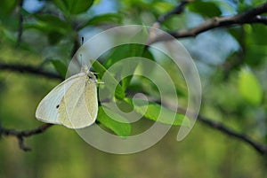 Pieris brassicae, the large white butterfly Ñabbage butterfly, cabbage white, cabbage moth sitting on green leaf, close up