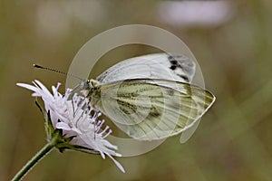 Pieris brassicae, Large White, Cabbage Butterfly, Cabbage White