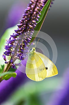 Pieris brassicae, the large white or cabbage butterfly pollinating