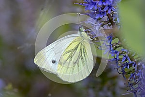 Pieris brassicae, the large white or cabbage butterfly pollinating