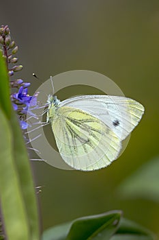 Pieris brassicae, the large white or cabbage butterfly pollinating