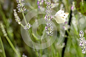 Pieris brassicae, the large white, called cabbage butterfly