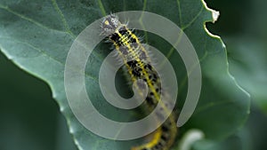 Pieris brassicae larva at the cabbage leaf