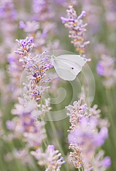 Pieris brassicae among the lavender field