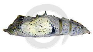 Pieris brassicae pupae specimen