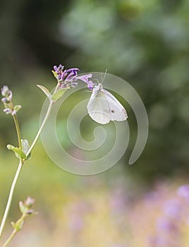 Pieris brassicae on a violet flower photo