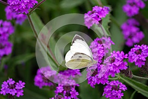 Pieris brassicae, white big butterfly close-up sits on a plant Verbena rigida photo