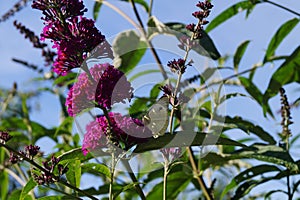 Pieris Brassicae White Butterfly