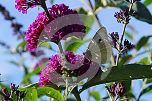 Pieris Brassicae White Butterfly