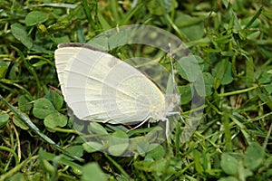 Pieris Brassicae White Butterfly