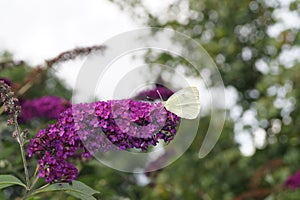 Pieris Brassicae White Butterfly