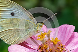 Pieris brassicae - white butterfly sits on a red flower and drinks nectar