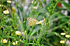 Pieris brassicae on the yellow flower of lactuca canadensis