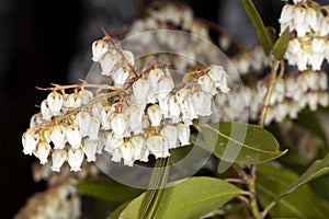 Pieris (Brouwer's Beauty)